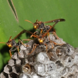 Polistes (Polistella) humilis at Acton, ACT - suppressed