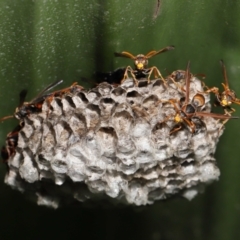 Polistes (Polistella) humilis at Acton, ACT - suppressed