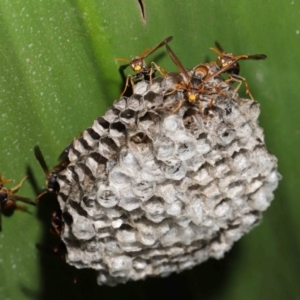 Polistes (Polistella) humilis at Acton, ACT - suppressed