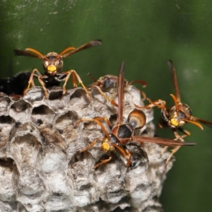 Polistes (Polistella) humilis at Acton, ACT - suppressed