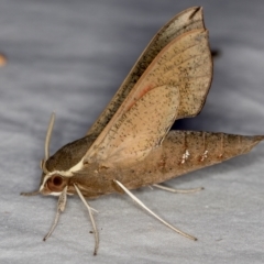 Hippotion scrofa at Melba, ACT - 24 Jan 2021 04:18 PM