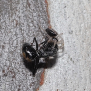 Euryopis umbilicata at Acton, ACT - 18 Apr 2021 12:29 PM