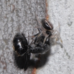 Euryopis umbilicata at Acton, ACT - 18 Apr 2021