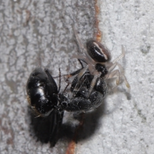 Euryopis umbilicata at Acton, ACT - 18 Apr 2021 12:29 PM