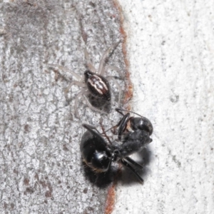 Euryopis umbilicata at Acton, ACT - 18 Apr 2021