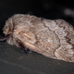 Pernattia pusilla (She-Oak Moth) at Melba, ACT - 23 Jan 2021 by Bron