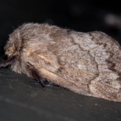 Pernattia pusilla (She-Oak Moth) at Melba, ACT - 22 Jan 2021 by Bron