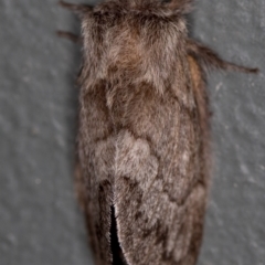 Pernattia pusilla at Melba, ACT - 23 Jan 2021 10:01 AM