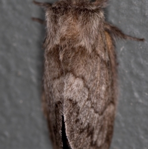 Pernattia pusilla at Melba, ACT - 23 Jan 2021 10:01 AM