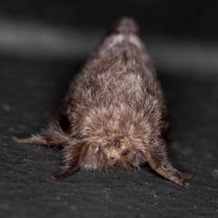 Pernattia pusilla at Melba, ACT - 23 Jan 2021 10:01 AM