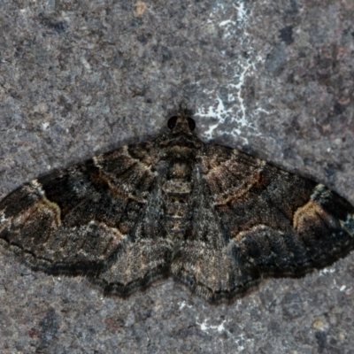 Epyaxa sodaliata (Sodaliata Moth, Clover Moth) at Melba, ACT - 23 Jan 2021 by Bron