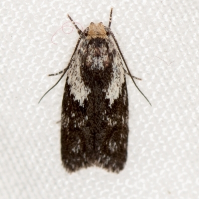 Phylomictis maligna (A Stenomatinae moth) at Melba, ACT - 23 Jan 2021 by Bron