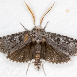 Cryptophasa irrorata at Melba, ACT - 23 Jan 2021