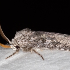 Cryptophasa irrorata at Melba, ACT - 23 Jan 2021 01:30 PM