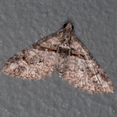 Phrissogonus laticostata (Apple looper moth) at Melba, ACT - 23 Jan 2021 by Bron