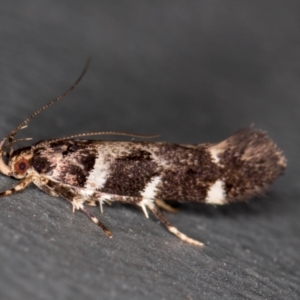 Macrobathra (genus) at Melba, ACT - 23 Jan 2021 01:34 PM