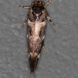 Macrobathra (genus) at Melba, ACT - 23 Jan 2021
