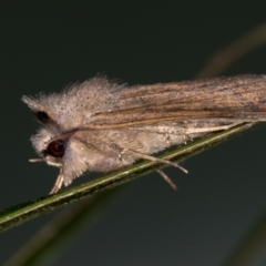 Pantydia sparsa (Noctuid Moth) at Melba, ACT - 23 Jan 2021 by Bron