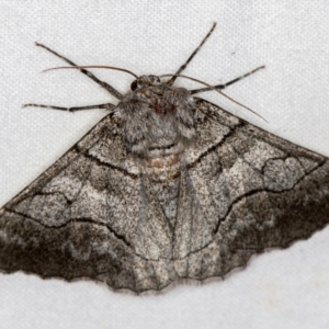 Hypobapta (genus) at Melba, ACT - 23 Jan 2021