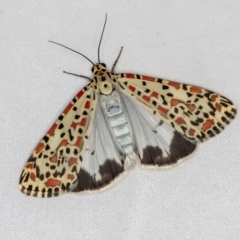 Utetheisa pulchelloides (Heliotrope Moth) at Melba, ACT - 21 Jan 2021 by Bron