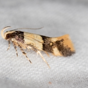 Macrobathra hamaxitodes at Melba, ACT - 22 Jan 2021