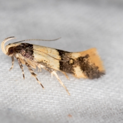 Macrobathra hamaxitodes (A Gelechioid moth) at Melba, ACT - 21 Jan 2021 by Bron