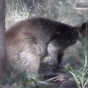 Wallabia bicolor at Acton, ACT - 18 Apr 2021