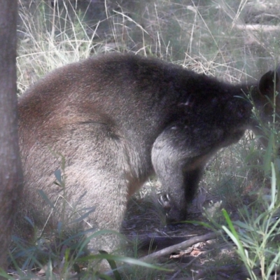 Wallabia bicolor (Swamp Wallaby) at Acton, ACT - 18 Apr 2021 by TimL