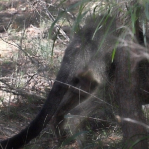 Wallabia bicolor at Acton, ACT - 18 Apr 2021