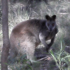 Wallabia bicolor at Acton, ACT - 18 Apr 2021