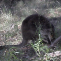 Wallabia bicolor at Acton, ACT - 18 Apr 2021