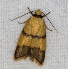 Heteroteucha translatella (Heteroteucha translatella) at Melba, ACT - 22 Jan 2021 by Bron