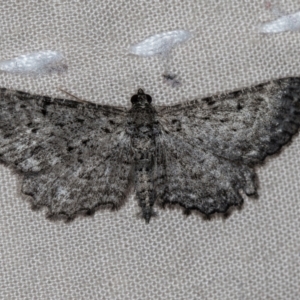 Psilosticha pristis at Melba, ACT - 22 Jan 2021