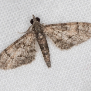 Chloroclystis metallospora at Melba, ACT - 22 Jan 2021 02:43 PM