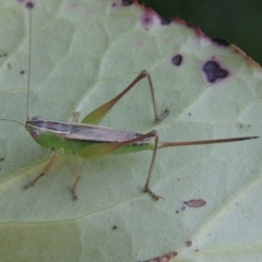 Conocephalus semivittatus (Meadow katydid) at Conder, ACT - 14 Feb 2021 by MichaelBedingfield