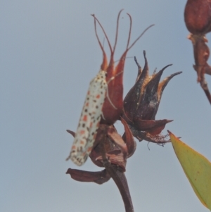 Utetheisa pulchelloides at Conder, ACT - 20 Feb 2021