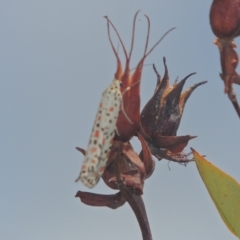Utetheisa pulchelloides (Heliotrope Moth) at Conder, ACT - 20 Feb 2021 by michaelb