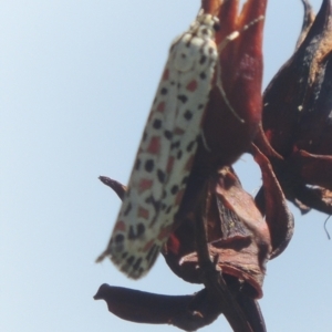 Utetheisa pulchelloides at Conder, ACT - 20 Feb 2021