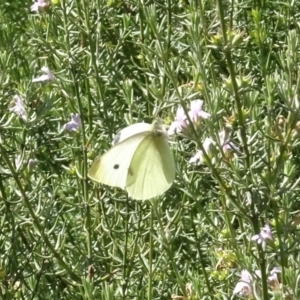 Pieris rapae at Molonglo Valley, ACT - 18 Apr 2021