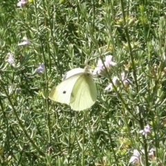 Pieris rapae (Cabbage White) at Molonglo Valley, ACT - 18 Apr 2021 by AndyRussell
