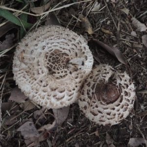 Chlorophyllum sp. at Conder, ACT - 21 Feb 2021