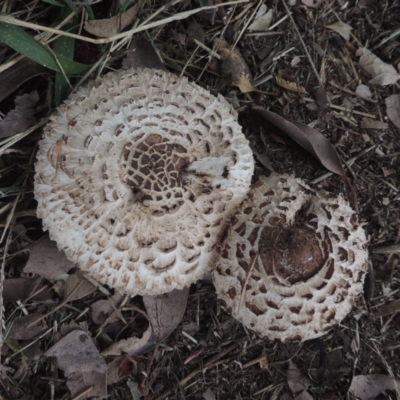 Chlorophyllum sp. at Conder, ACT - 21 Feb 2021 by michaelb