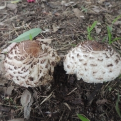 Chlorophyllum sp. at Conder, ACT - 21 Feb 2021