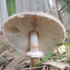 Chlorophyllum sp. at Conder, ACT - 21 Feb 2021