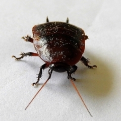 Unidentified Cockroach (Blattodea, several families) (TBC) at Crooked Corner, NSW - 20 Apr 2021 by Milly