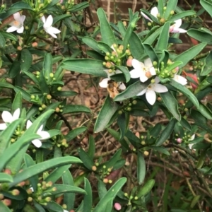 Apis mellifera at Mittagong - suppressed