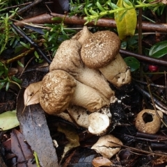 Lycoperdon perlatum (Gem Studded Puffball) at ANBG - 31 Mar 2021 by Heino1