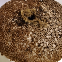 Lycoperdon perlatum at Acton, ACT - 1 Apr 2021