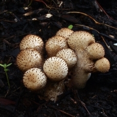 Lycoperdon perlatum at Acton, ACT - 1 Apr 2021