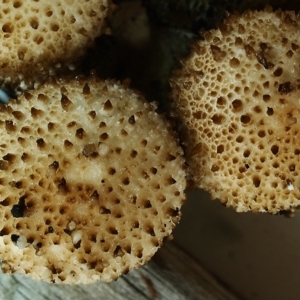 Lycoperdon perlatum at Acton, ACT - 1 Apr 2021